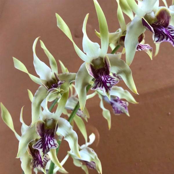 Dendrobium Rabbit Bangkok - Without Flowers | BS - Buy Orchids Plants Online by Orchid-Tree.com
