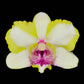 Dendrobium Emma Mutate - Without Flowers | BS - Buy Orchids Plants Online by Orchid-Tree.com