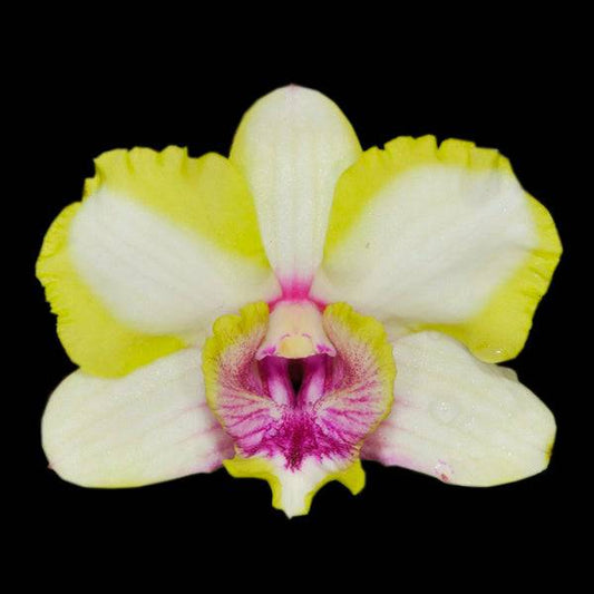 Dendrobium Emma Mutate - Without Flowers | BS - Buy Orchids Plants Online by Orchid-Tree.com