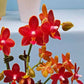 Phalaenopsis Sogo Red Star - With Small Spike | FF - Buy Orchids Plants Online by Orchid-Tree.com