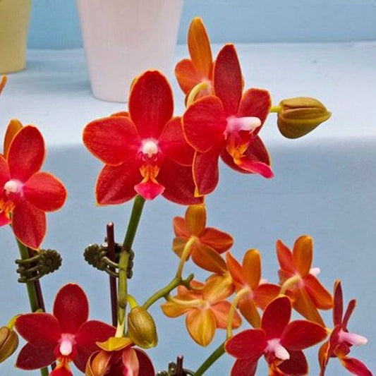 Phalaenopsis Sogo Red Star - With Small Spike | FF - Buy Orchids Plants Online by Orchid-Tree.com