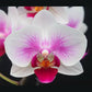 Phalaenopsis Charming Lee - With Spike | FF - Buy Orchids Plants Online by Orchid-Tree.com