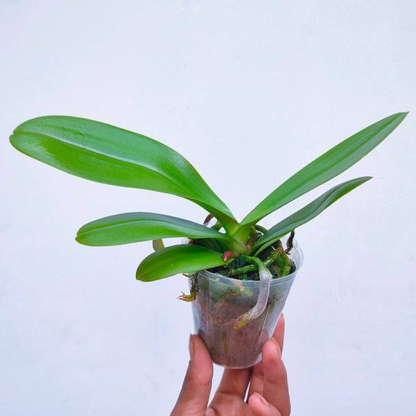 Phalaenopsis Little Devil - With Small Spike | FF - Buy Orchids Plants Online by Orchid-Tree.com