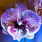 Phalaenopsis Little Devil - With Small Spike | FF - Buy Orchids Plants Online by Orchid-Tree.com
