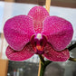 Phalaenopsis Red Coral - With Spike | FF - Buy Orchids Plants Online by Orchid-Tree.com