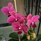 Phalaenopsis Red Coral - With Spike | FF - Buy Orchids Plants Online by Orchid-Tree.com
