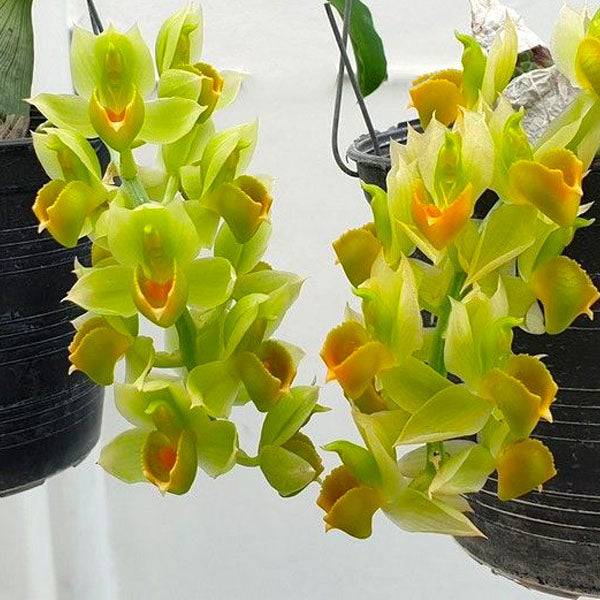 Catasetum cirrhaeoides sp. - Without Flowers | BS - Buy Orchids Plants Online by Orchid-Tree.com