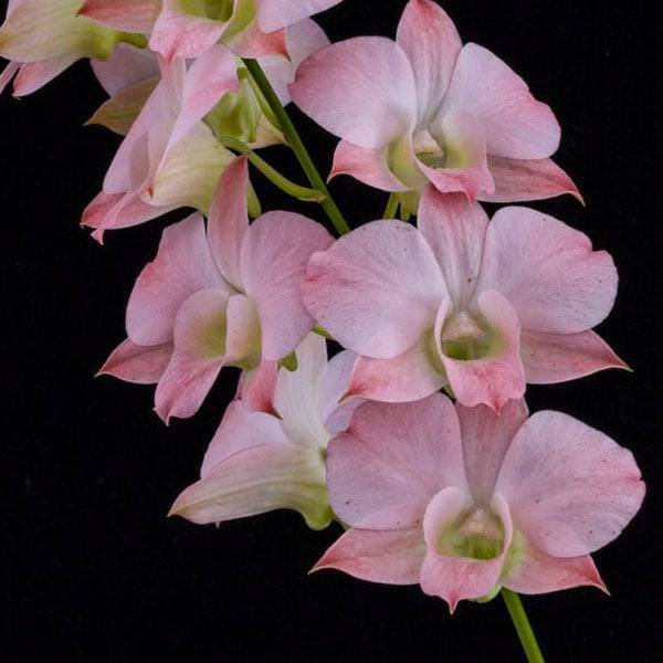 Dendrobium Dark Peach # 13 - Without Flowers | BS - Buy Orchids Plants Online by Orchid-Tree.com
