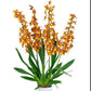 Oncidium (Odcdm.) Catatante 'Pacific Sunburst' - Without Flowers | BS - Buy Orchids Plants Online by Orchid-Tree.com