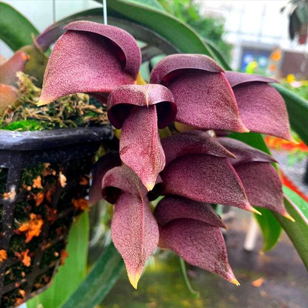 Bulbophyllum orthosepalum sp. - Without Flowers | SS - Buy Orchids Plants Online by Orchid-Tree.com