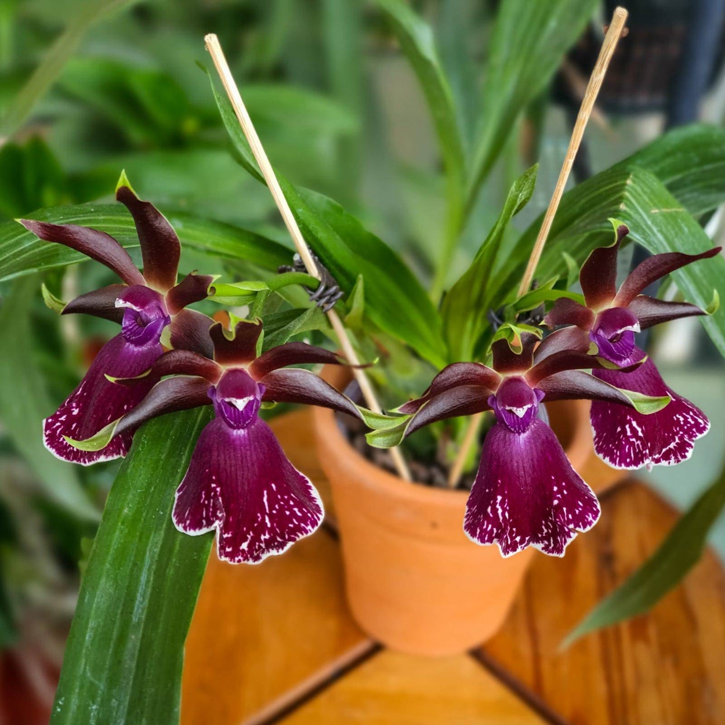 Zygolum Louisendorf 'Rhein Moonlight' - Without Flowers | BS - Buy Orchids Plants Online by Orchid-Tree.com