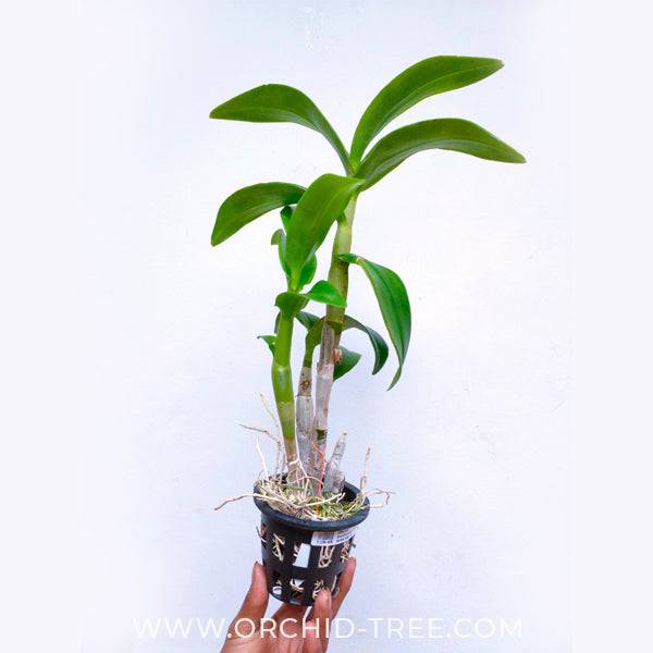 Dendrobium King Pink Stripe Big Lip - Without Flowers | BS - Buy Orchids Plants Online by Orchid-Tree.com