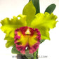 Cattleya Chomthong Green - Without Flowers | BS - Buy Orchids Plants Online by Orchid-Tree.com