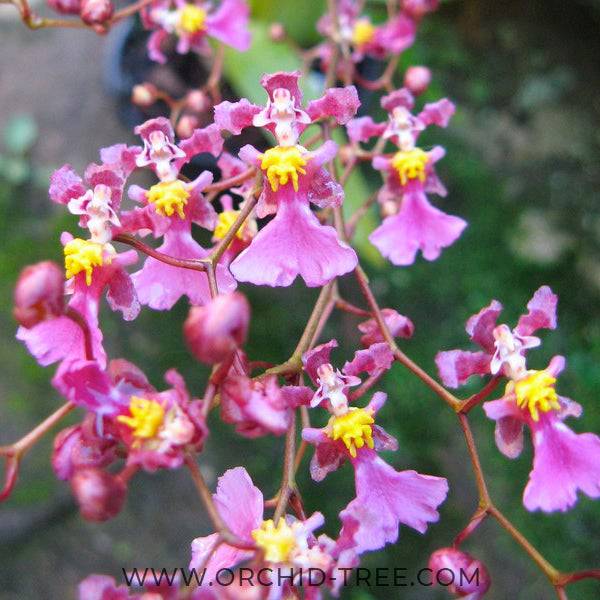 Oncidium Cherry Season - Without Flowers | BS - Buy Orchids Plants Online by Orchid-Tree.com
