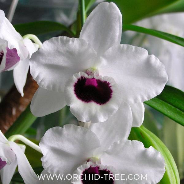 Dendrobium Yukidaruma King - Without Flowers | BS - Buy Orchids Plants Online by Orchid-Tree.com
