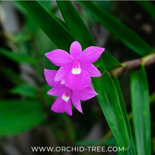 Dimerandra emarginata sp. - Without Flower | BS - Buy Orchids Plants Online by Orchid-Tree.com
