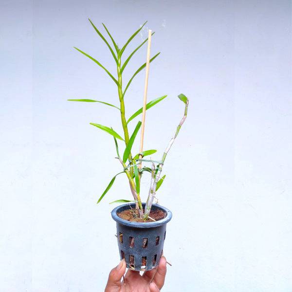 Dimerandra emarginata sp. - Without Flower | BS - Buy Orchids Plants Online by Orchid-Tree.com