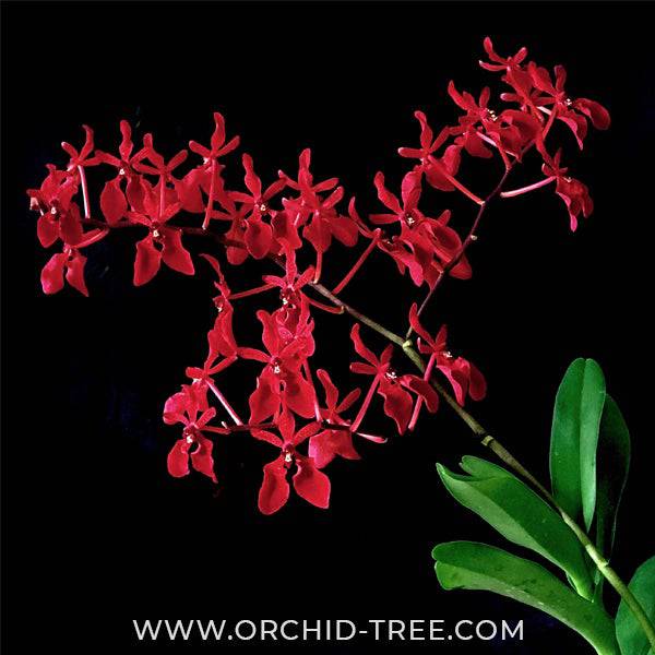 Vanda (Ren.) Storei x Vanda Wilas - With Tiny Spike | FF - Buy Orchids Plants Online by Orchid-Tree.com