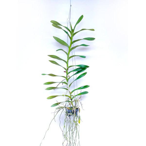 Vanda (Ren.) Storei x Vanda Wilas - With Tiny Spike | FF - Buy Orchids Plants Online by Orchid-Tree.com