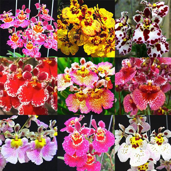 Tolumnia Assorted - Without Flowers | BS - Buy Orchids Plants Online by Orchid-Tree.com