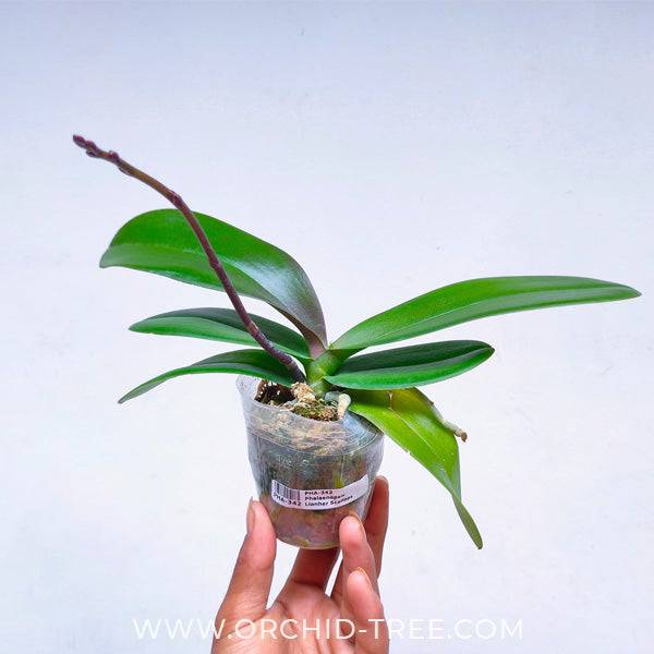 Phalaenopsis Lianher Scallops - With Spike | FF - Buy Orchids Plants Online by Orchid-Tree.com