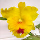 Cattleya (Rlc.) Chomthong Delight - Without Flowers | BS - Buy Orchids Plants Online by Orchid-Tree.com