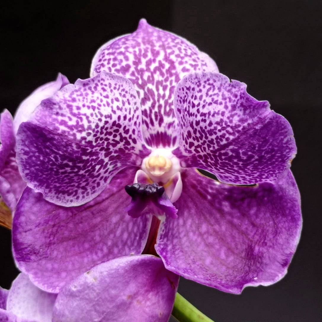 Vanda Boonserm x Dr. Anek - Without Flowers | BS - Buy Orchids Plants Online by Orchid-Tree.com