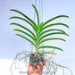 Vanda Tubtim Velvet x Fuchs Delight - Without Flowers | BS - Buy Orchids Plants Online by Orchid-Tree.com
