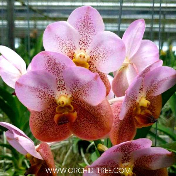 Vanda Tubtim Velvet x Fuchs Delight - Without Flowers | BS - Buy Orchids Plants Online by Orchid-Tree.com