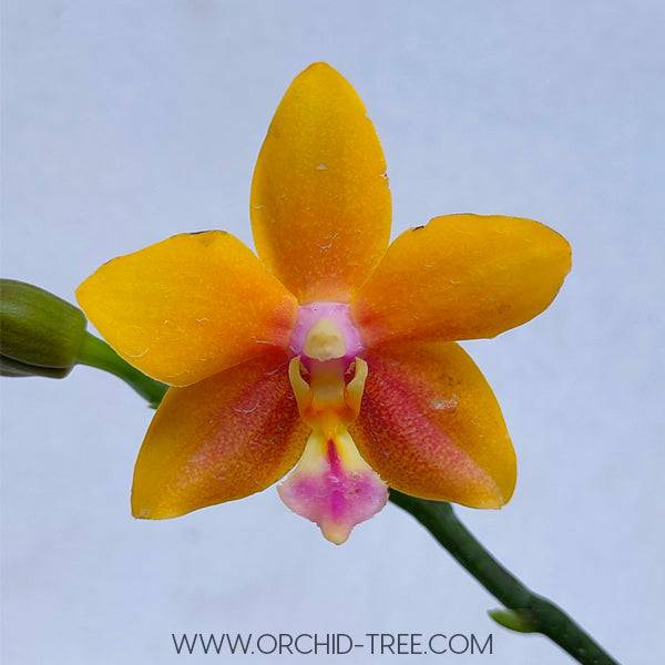 Phalaenopsis Meidarland Chambe - Without Flowers | BS - Buy Orchids Plants Online by Orchid-Tree.com