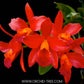 Cattleya Netrasiri Starbright Red - Without Flowers | MS - Buy Orchids Plants Online by Orchid-Tree.com