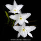 Cattleya (L.) rubescens var alba - Without Flowers | BS - Buy Orchids Plants Online by Orchid-Tree.com
