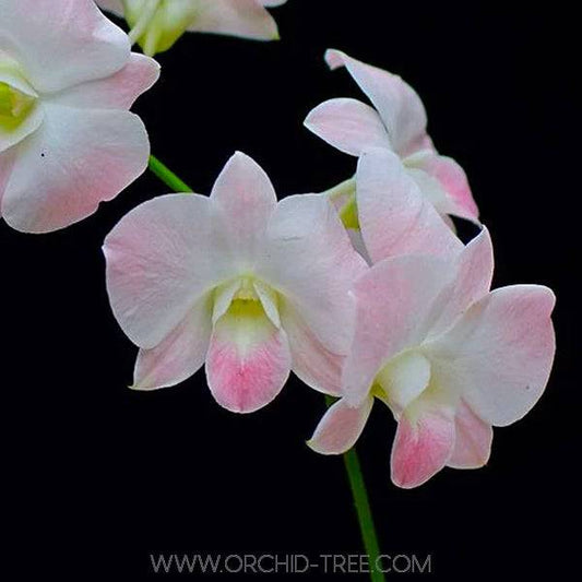 Dendrobium Orange White - With Spike | FF - Buy Orchids Plants Online by Orchid-Tree.com