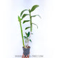Dendrobium Blue Twist - Without Flowers | BS - Buy Orchids Plants Online by Orchid-Tree.com