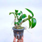 Dendrobium Happy - Without Flowers | MS Miniature - Buy Orchids Plants Online by Orchid-Tree.com