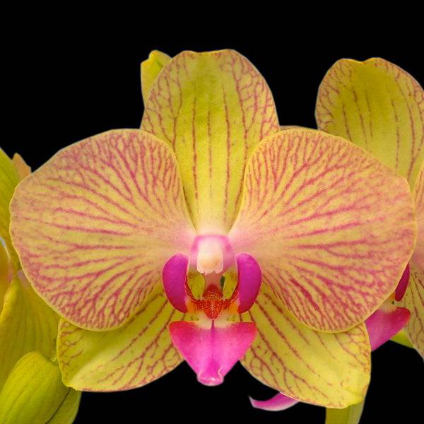 Phalaenopsis Crack of Dawn - Without Flowers | BS - Buy Orchids Plants Online by Orchid-Tree.com