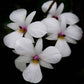 Dendrobium fytchianum sp. - With Buds | FF - Buy Orchids Plants Online by Orchid-Tree.com