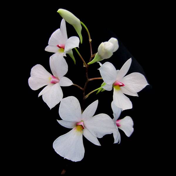 Dendrobium fytchianum sp. - With Buds | FF - Buy Orchids Plants Online by Orchid-Tree.com