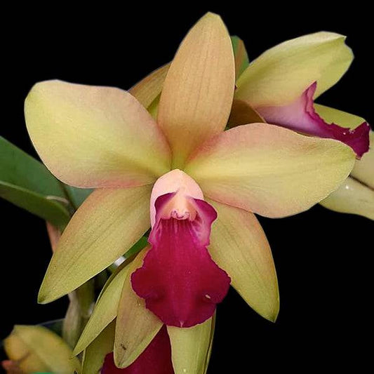 Cattleya Crystelle Smith x Little Toshie - Without Flowers | BS - Buy Orchids Plants Online by Orchid-Tree.com