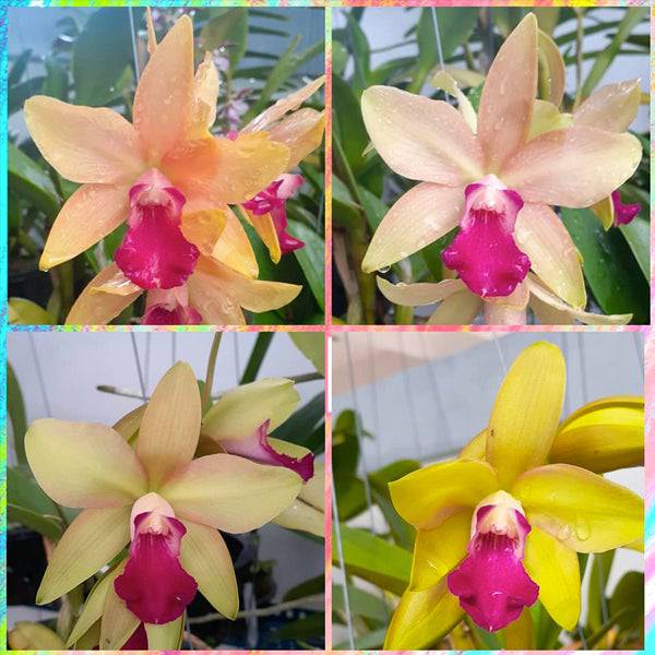 Cattleya Crystelle Smith x Little Toshie - Without Flowers | BS - Buy Orchids Plants Online by Orchid-Tree.com