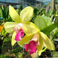 Cattleya Crystelle Smith x Little Toshie - Without Flowers | BS - Buy Orchids Plants Online by Orchid-Tree.com