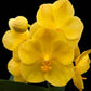 Vanda Shigenori Yamazaki x Prapattom Gold - With Small Spike | FF - Buy Orchids Plants Online by Orchid-Tree.com