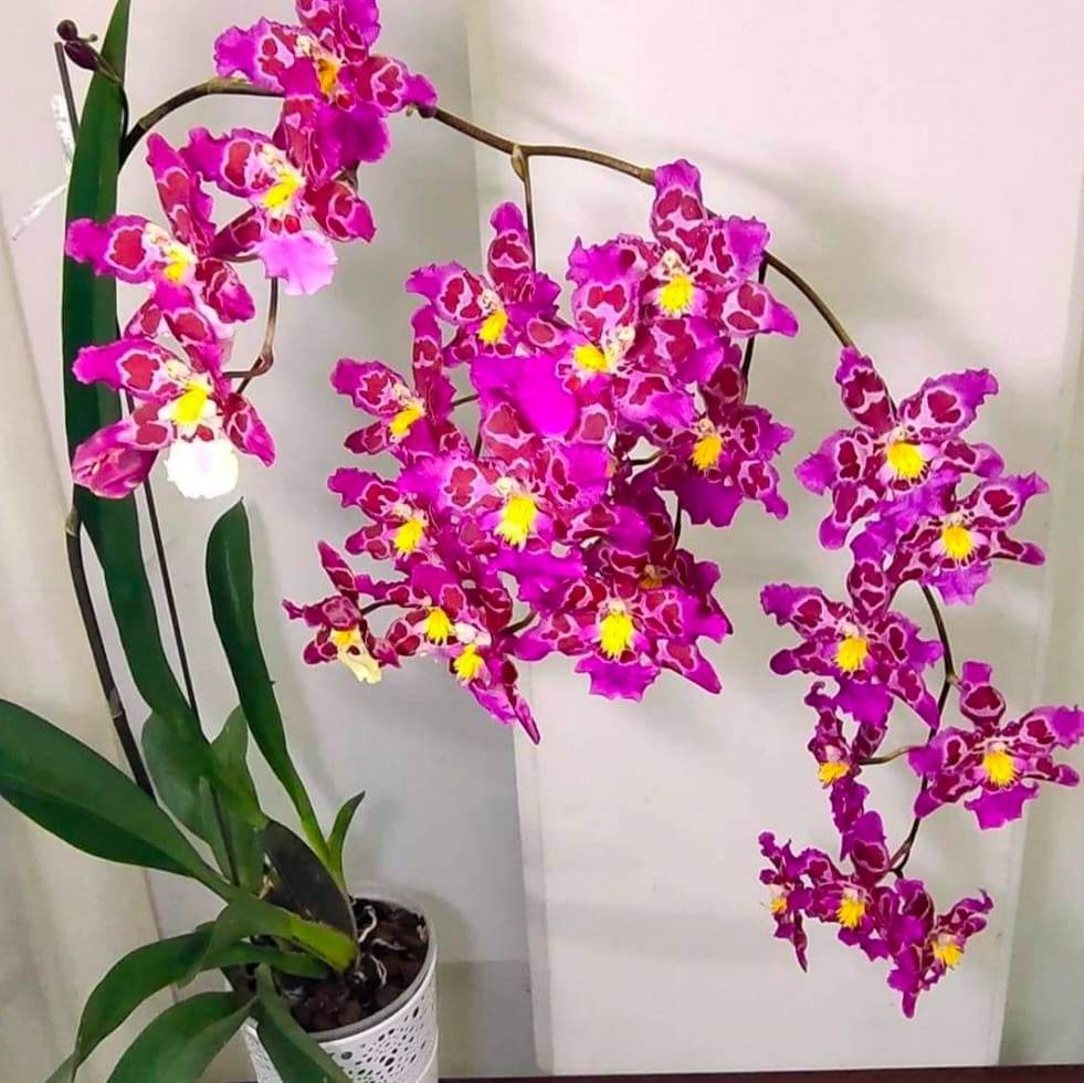 Oncidium (Zelenkocidium) Hwuluduen Ruby Gem 'Shirley' - With Spike | FF - Buy Orchids Plants Online by Orchid-Tree.com