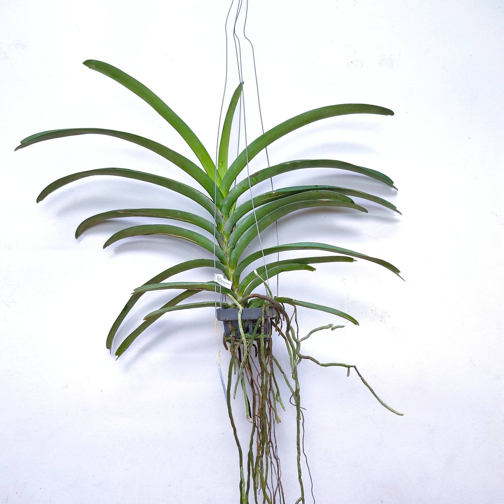 Vanda Shigenori Yamazaki x Prapattom Gold - With Small Spike | FF - Buy Orchids Plants Online by Orchid-Tree.com