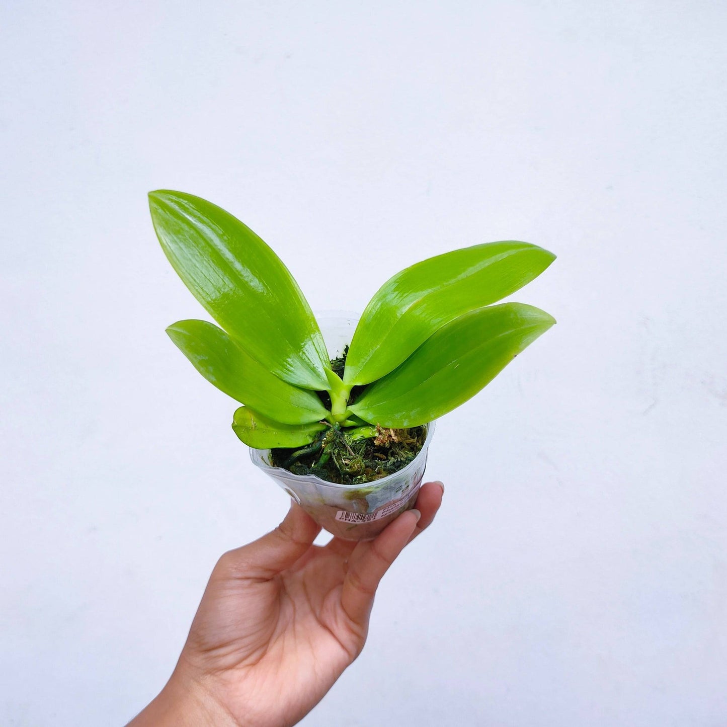 Phalaenopsis speciosa 'plaid' sp. - Without Flowers | BS - Buy Orchids Plants Online by Orchid-Tree.com