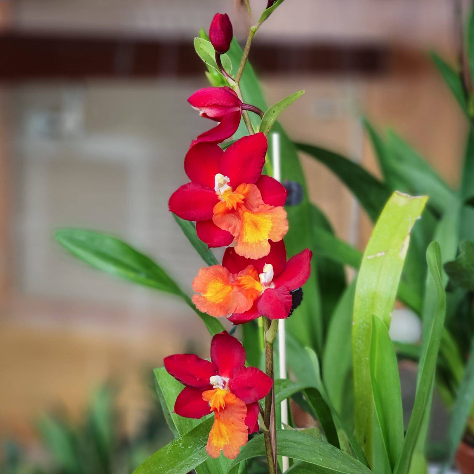 Oncidium (Wils.) Fire Alarm - Without Flowers | BS - Buy Orchids Plants Online by Orchid-Tree.com