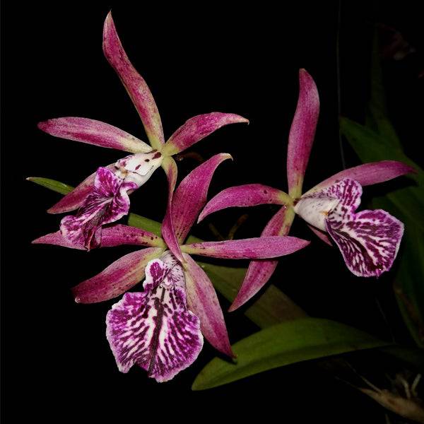 Encyleyvola Grapelade - Without Flowers | BS - Buy Orchids Plants Online by Orchid-Tree.com