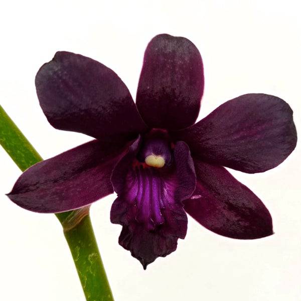 Dendrobium Black Blue - Without Flowers | BS - Buy Orchids Plants Online by Orchid-Tree.com
