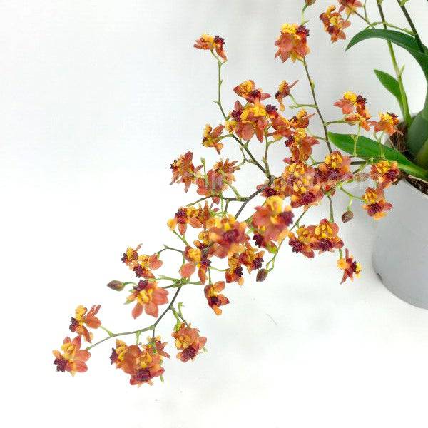 Oncidium Twinkle Orange - Without Flowers | BS - Buy Orchids Plants Online by Orchid-Tree.com