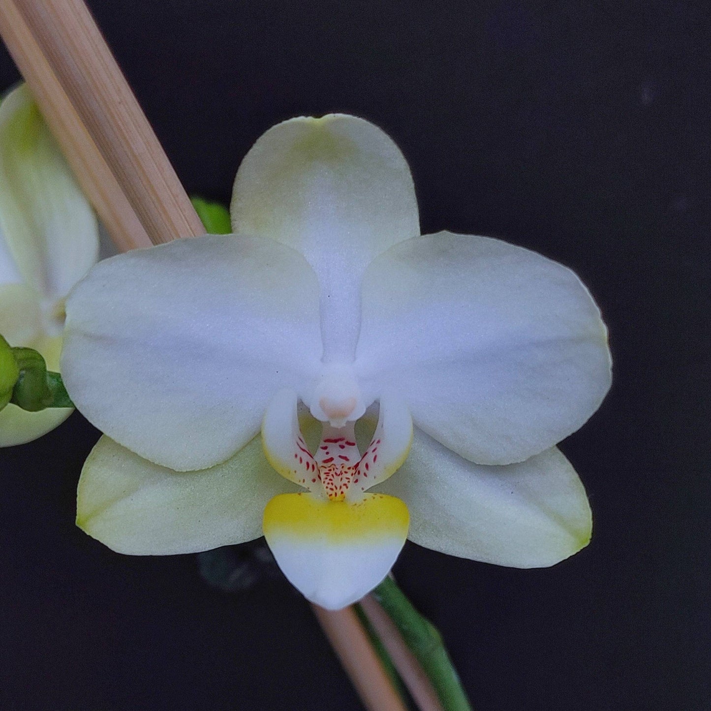 Phalaenopsis Tai Lin - Without Flowers | BS - Buy Orchids Plants Online by Orchid-Tree.com